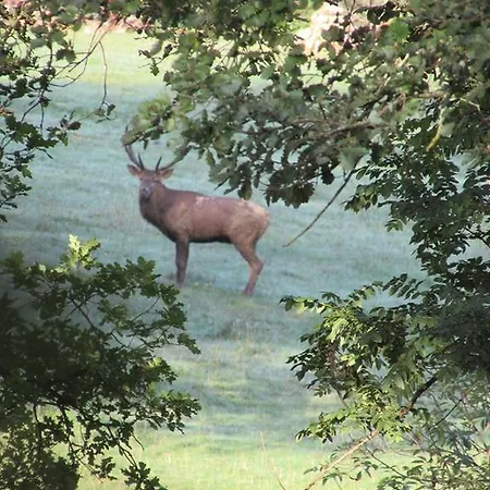 بيت للعطل La De Lorelei *