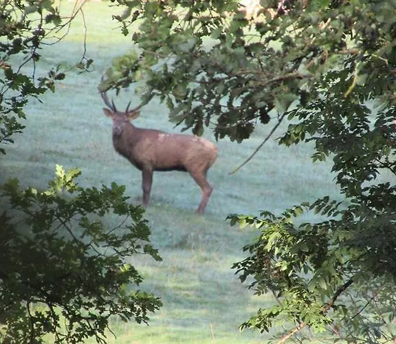 Dom wakacyjny La De Lorelei *