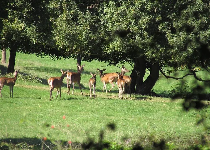 La De Lorelei Dom wakacyjny *